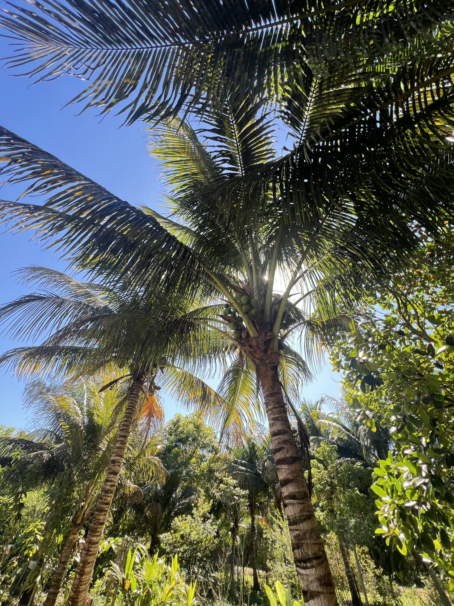 LOXAHATCHEE - Residential