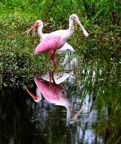 TRADITION PLAT NO 35 - Residential