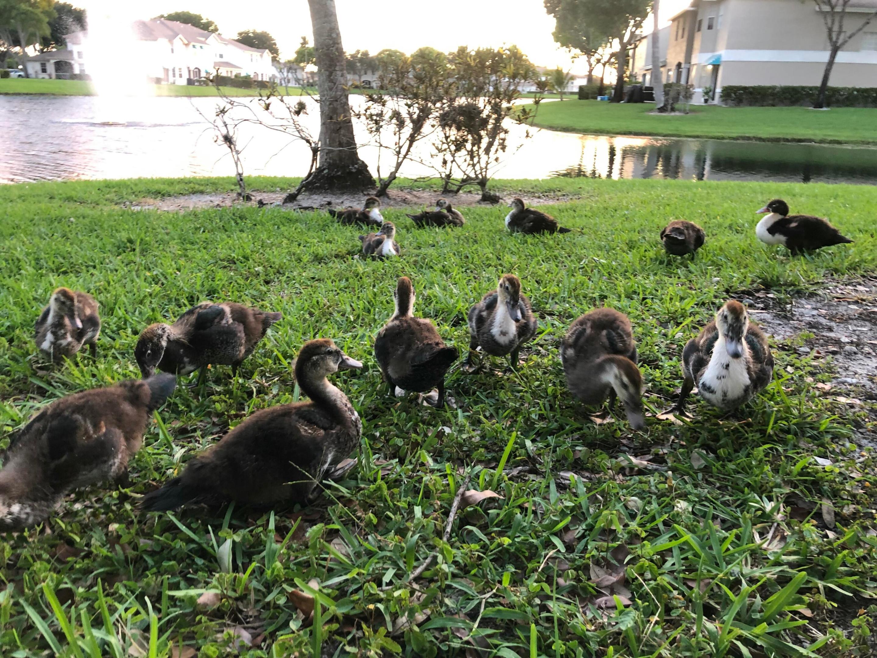 BOCA GARDENS 3 - Residential