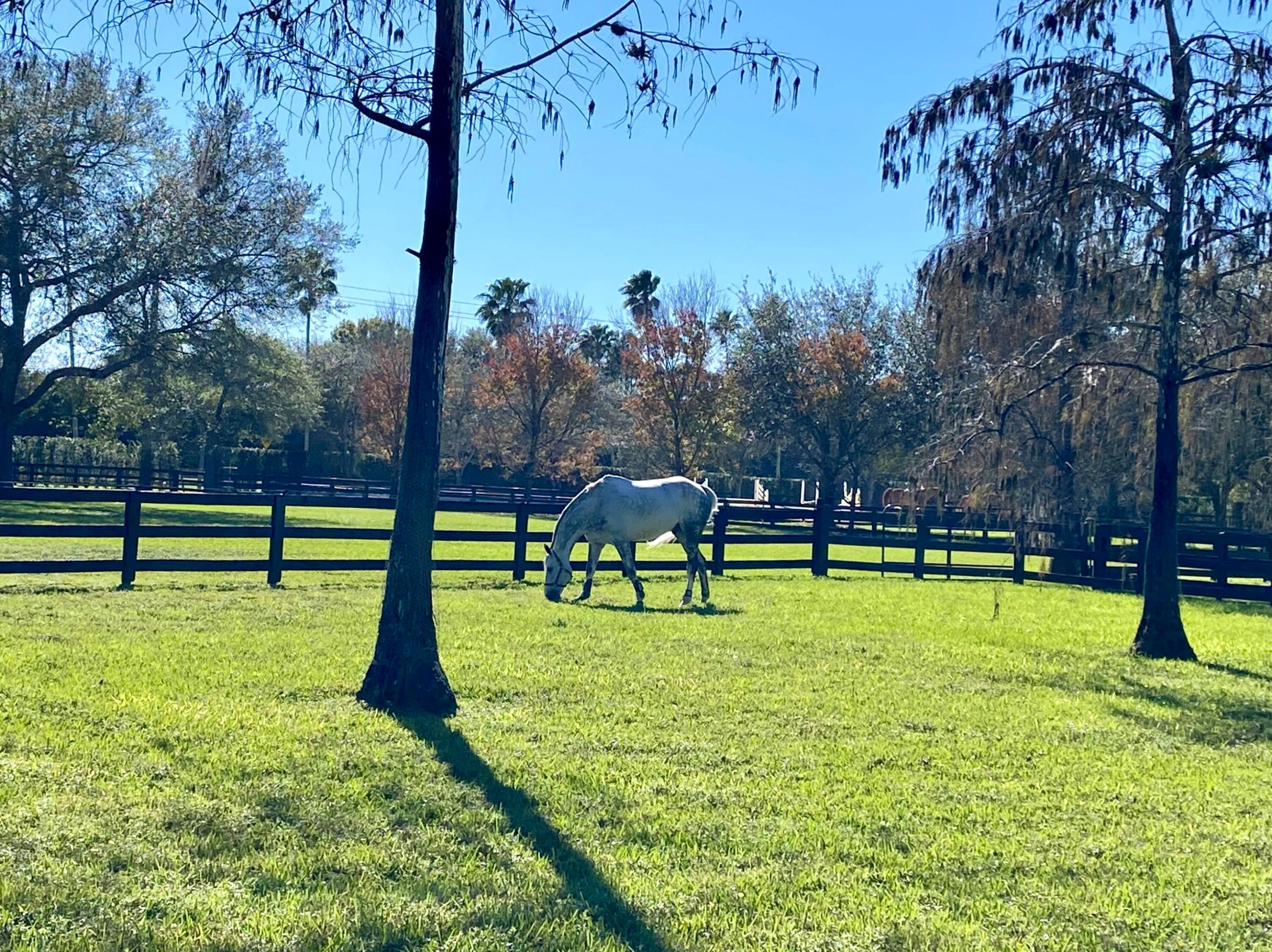 SADDLE TRAIL PARK OF WELLINGTON - Residential