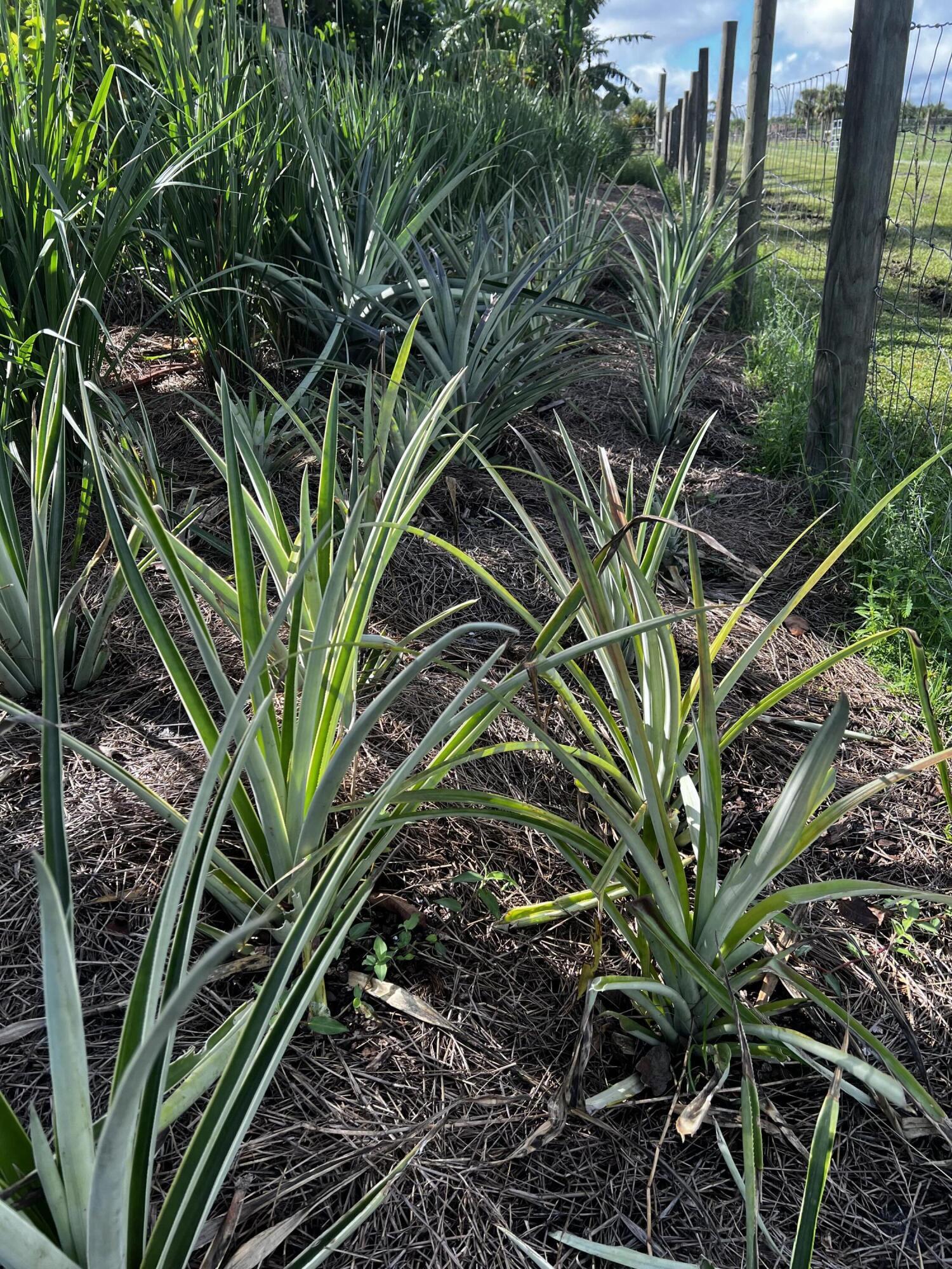 Santa Rosa Groves - Land