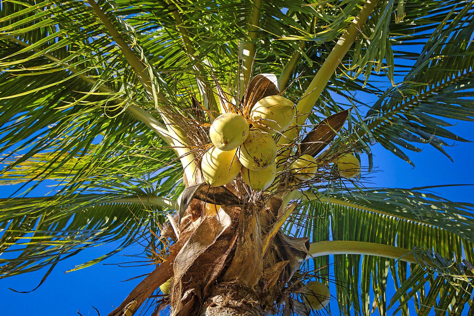 LOXAHATCHEE GROVES - Residential