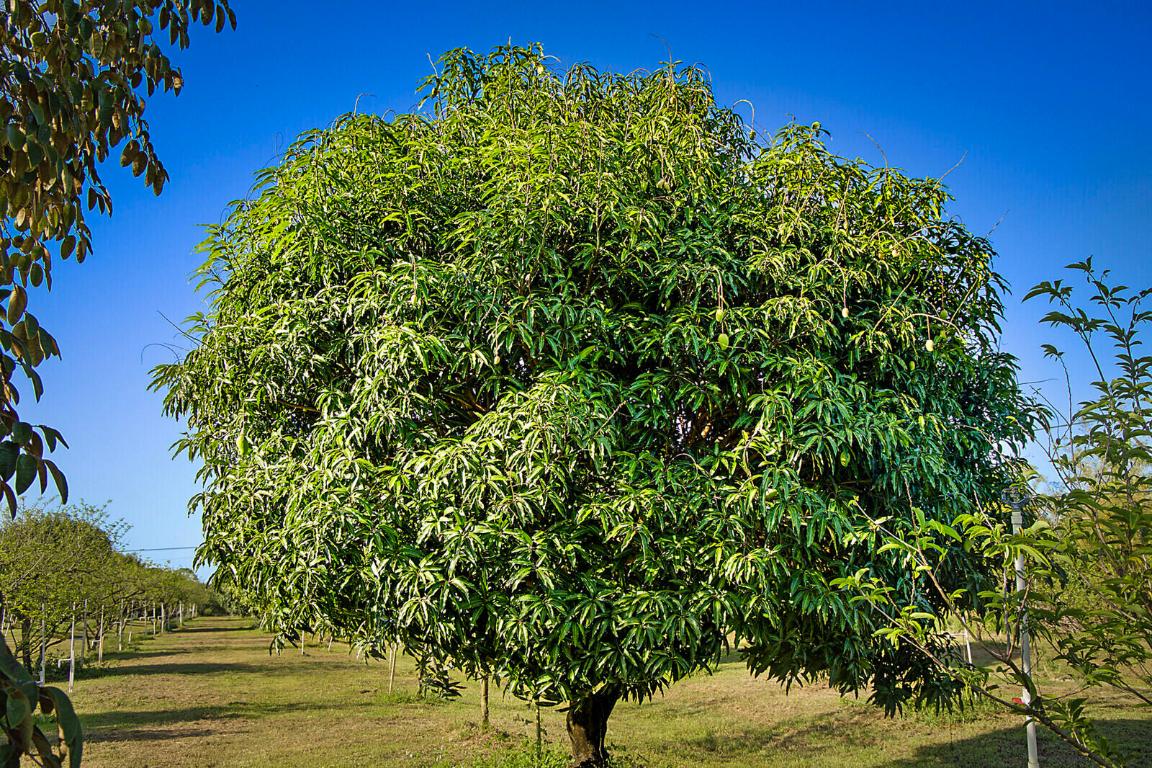 LOXAHATCHEE GROVES - Residential