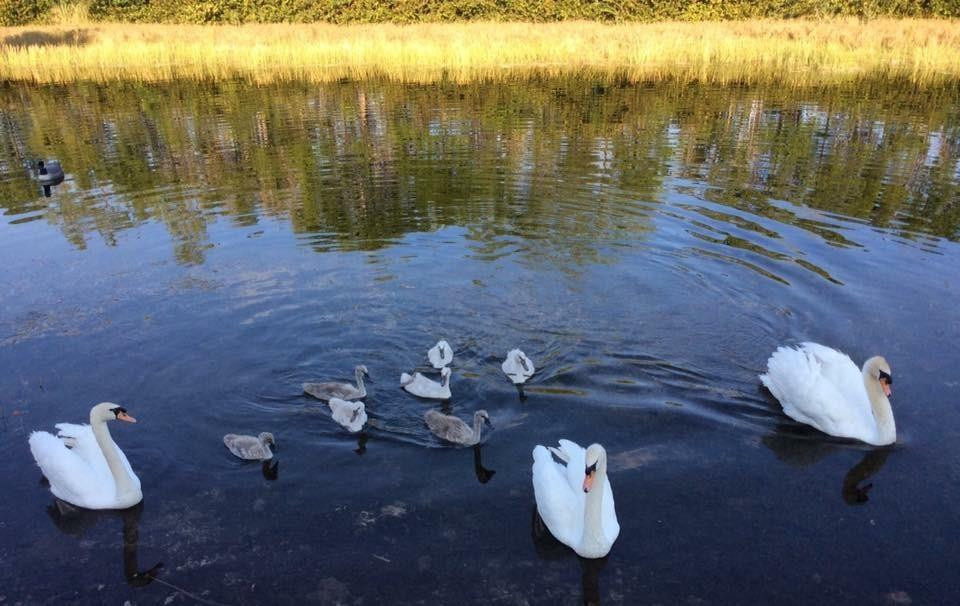 Srping Valley*Westfork - Residential Lease