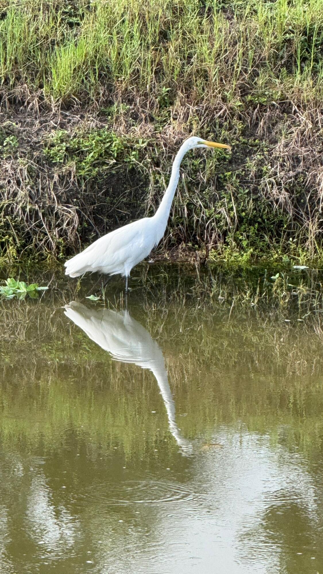 DELRAY VILLAS 2 - Residential