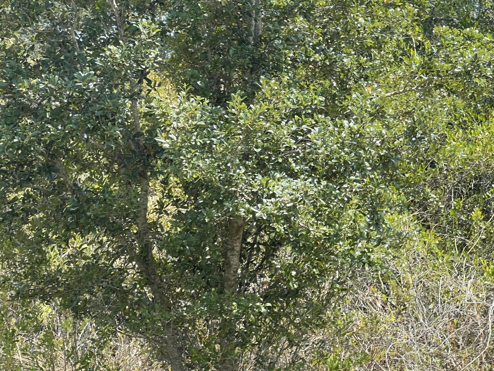 Southern Colonization Company
{Viking} - Land