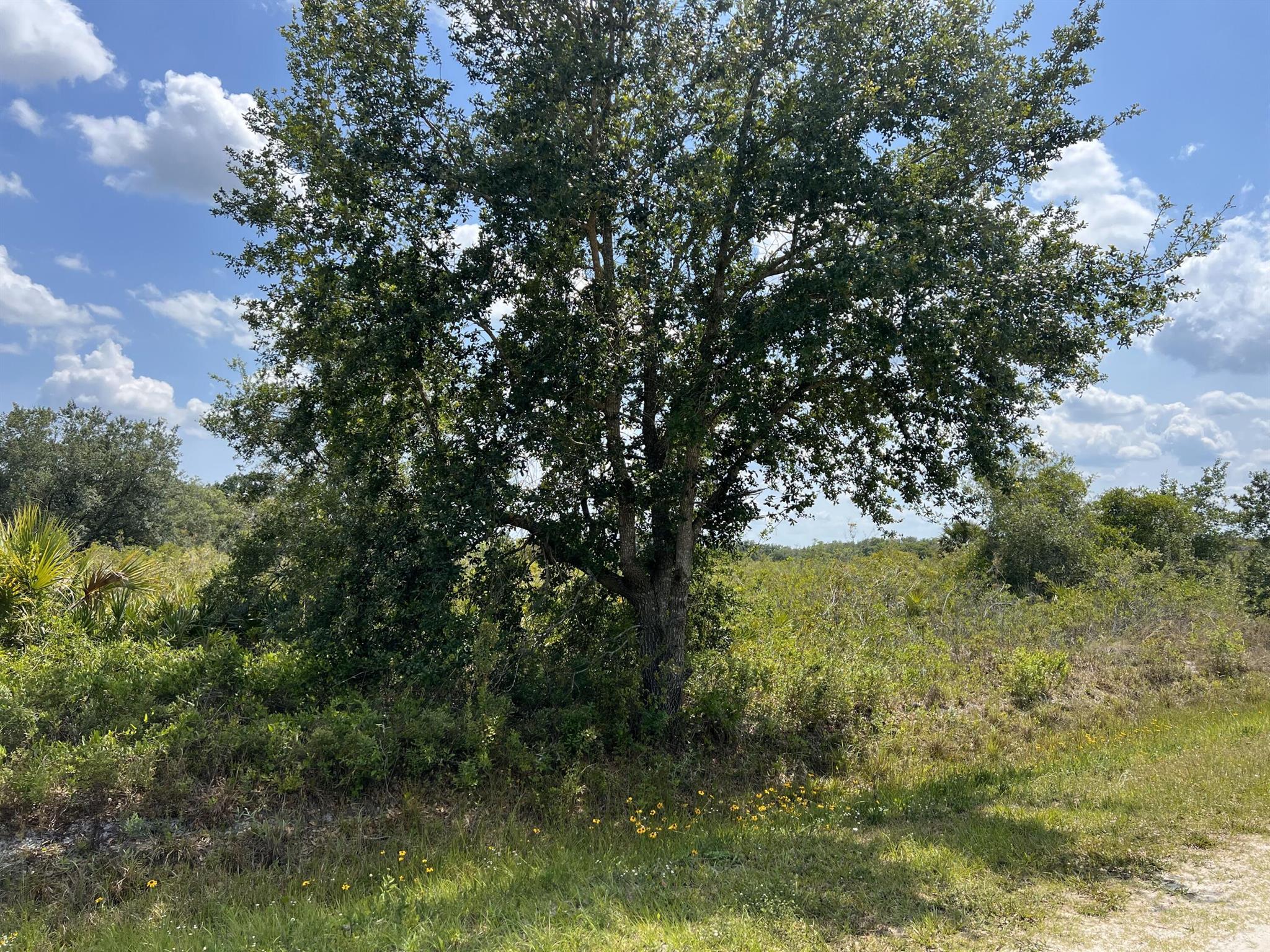 Southern Colonization Company
{Viking} - Land