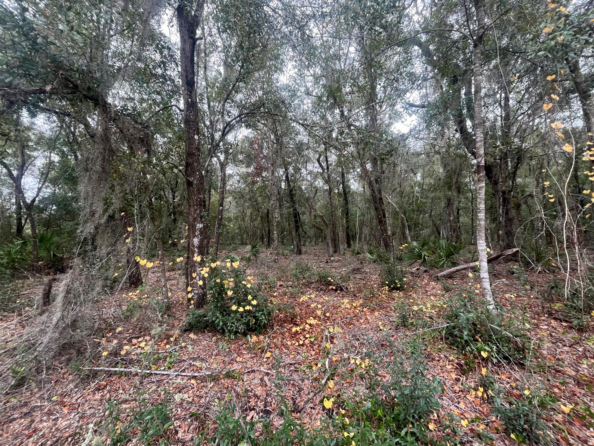 Don't Miss out on this High and dry lot. Looking to purchase your dream property in Florida, look no further. This lot is listed below market value! Buying Land in Florida is a solid investment for your future, build your dream home, vacation home, rental investment or let the land build value as a great long-term investment to resell for a future profit. Owner Financing Available. Closest neighboring address is 210 Mullis Ave