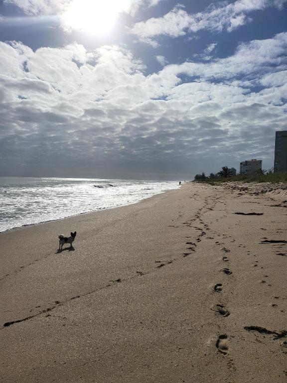 HIBISCUS-BY-THE-SEA - Residential
