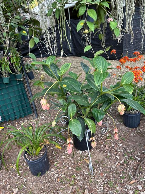 Tiny photo for 6220 Kelty Way, Lake Worth, FL 33467 (MLS # B26014379)