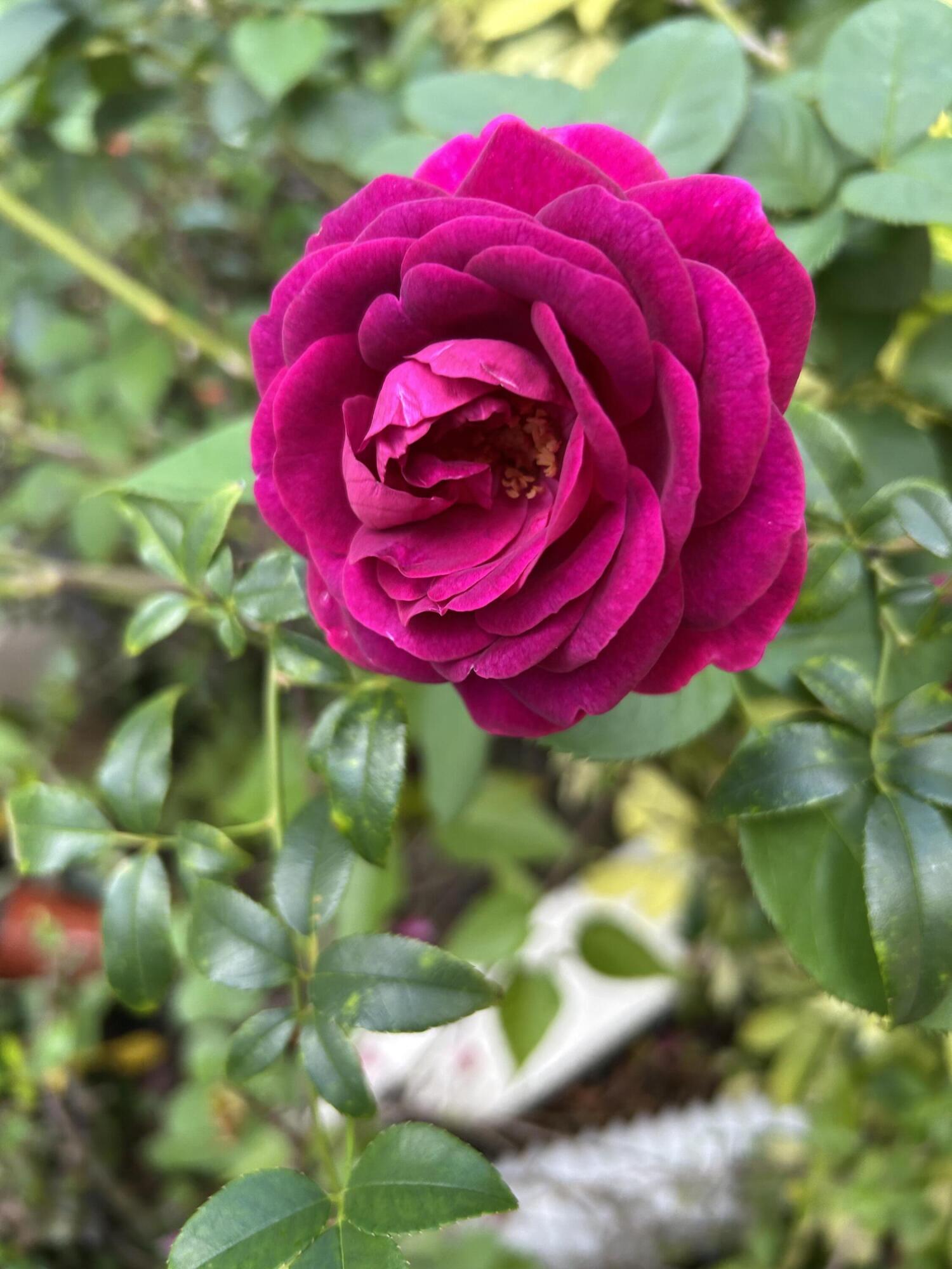 SHERBROOKE - Residential