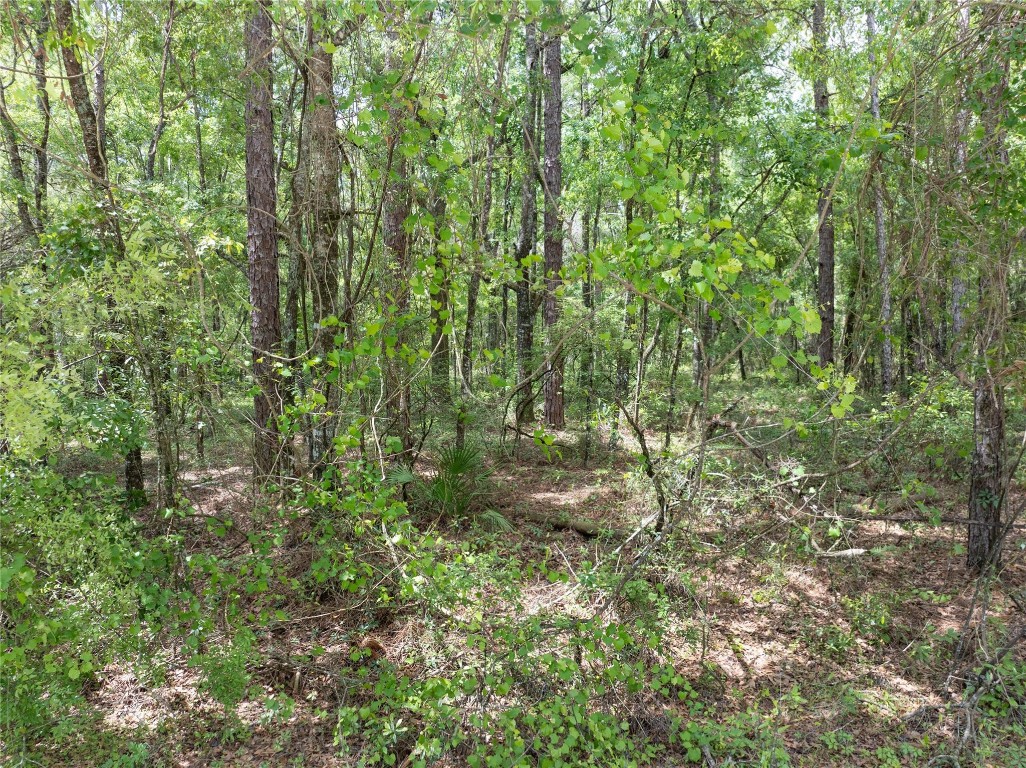 Lot 17 Suwannee Oaks - Land