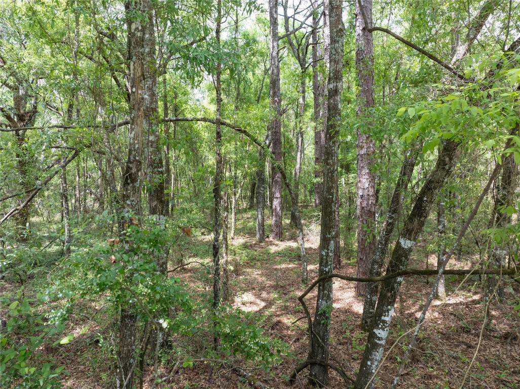 Lot 17 Suwannee Oaks - Land