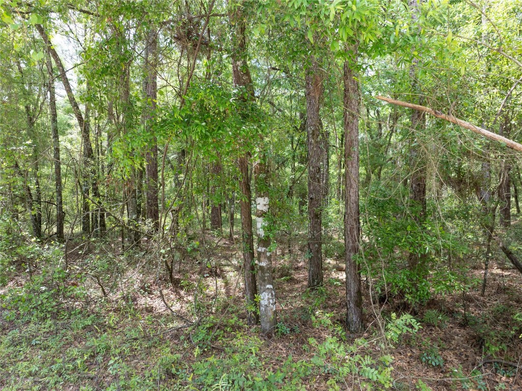 Lot 17 Suwannee Oaks - Land