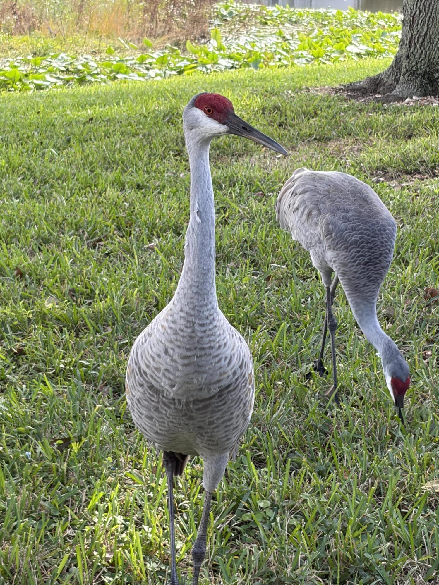 TOWNE PARK TR IA - Residential Lease