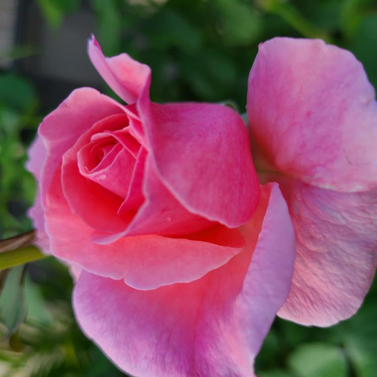 BROOKS OF DEER CREEK - Residential