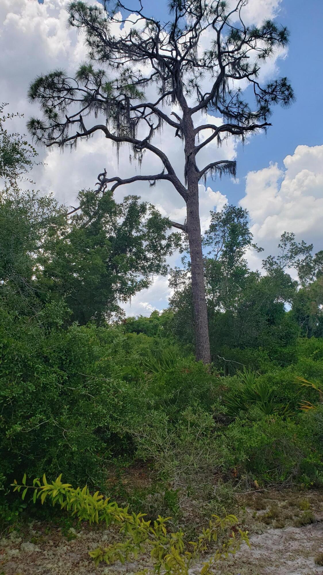 PLACID LAKES SEC 20 - Land