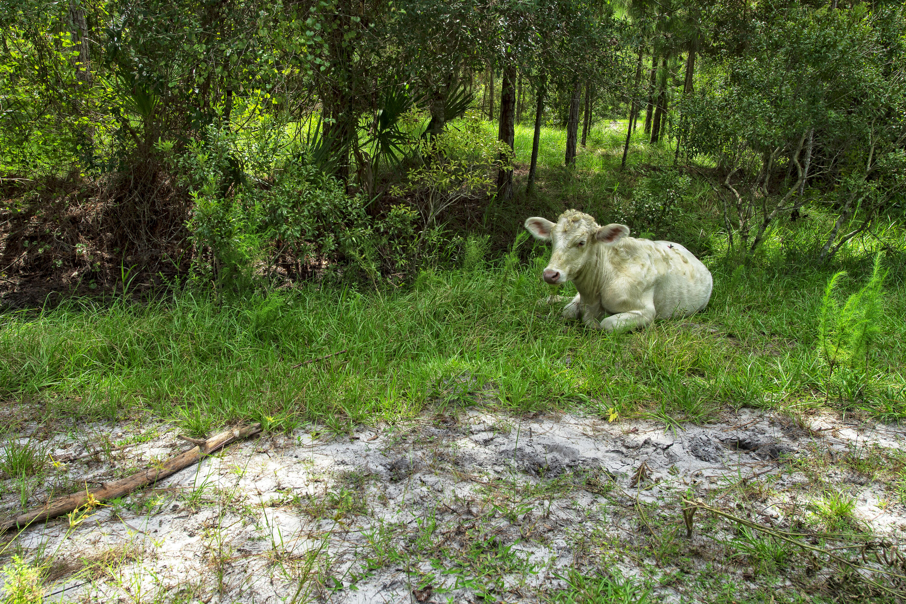 63000 Western Agricultura - Residential