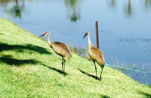 EMERALD LAKES - Residential