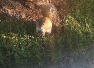 EMERALD LAKES - Residential