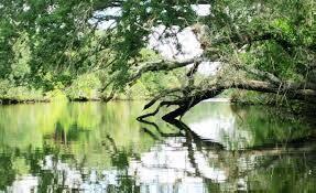 LAKEPARK AT TRADITION PLA - Residential