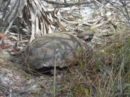 LAKEPARK AT TRADITION PLA - Residential