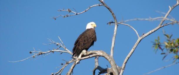 LAKEPARK AT TRADITION PLA - Residential