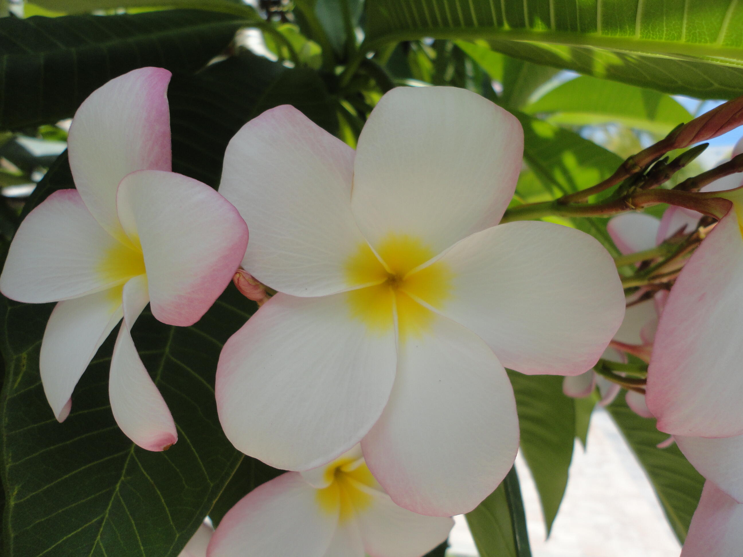 LEXINGTON PLACE SUBDIVISION - PHASE IV - Residential Lease