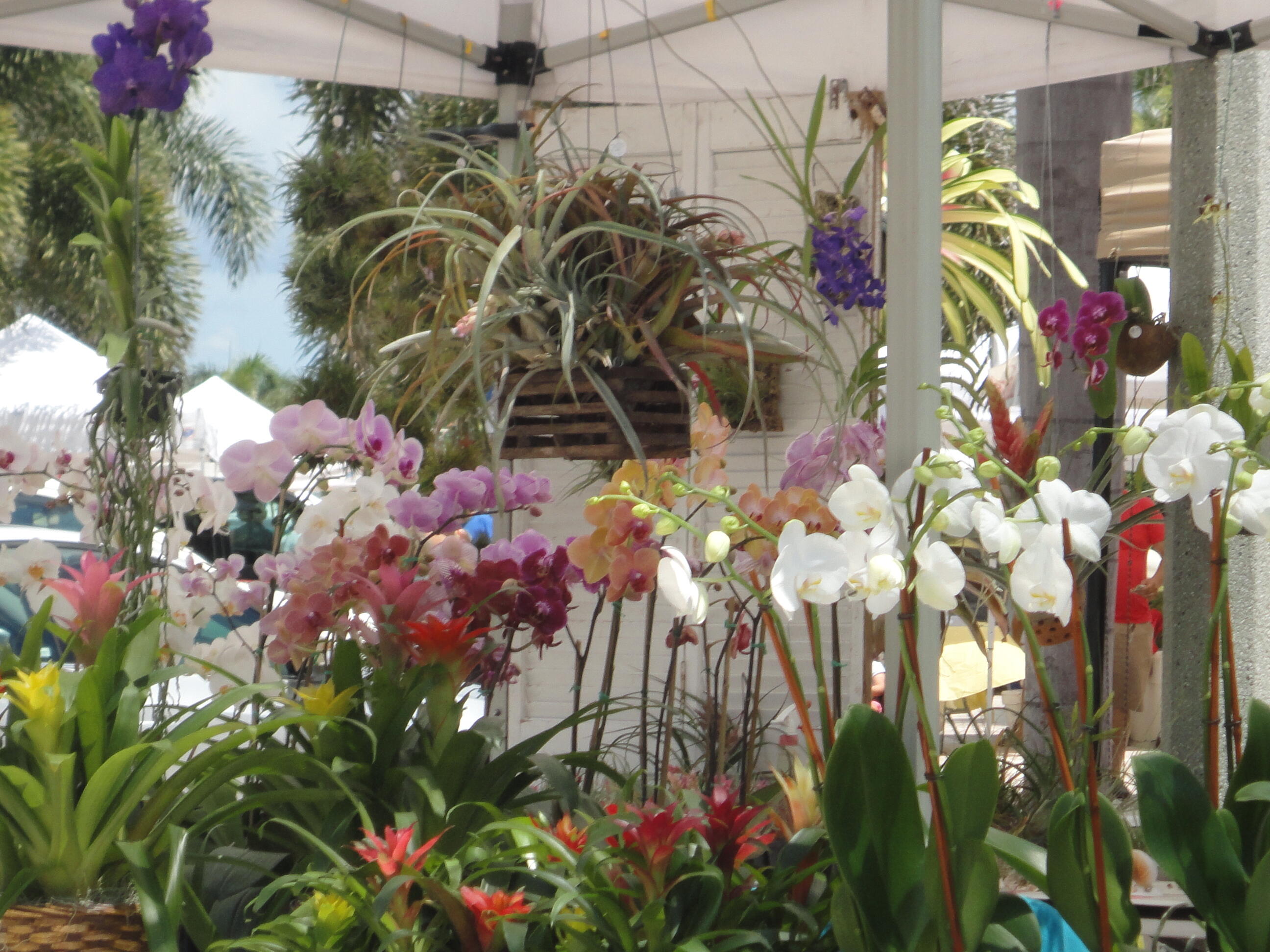 LEXINGTON PLACE SUBDIVISION - PHASE IV - Residential Lease