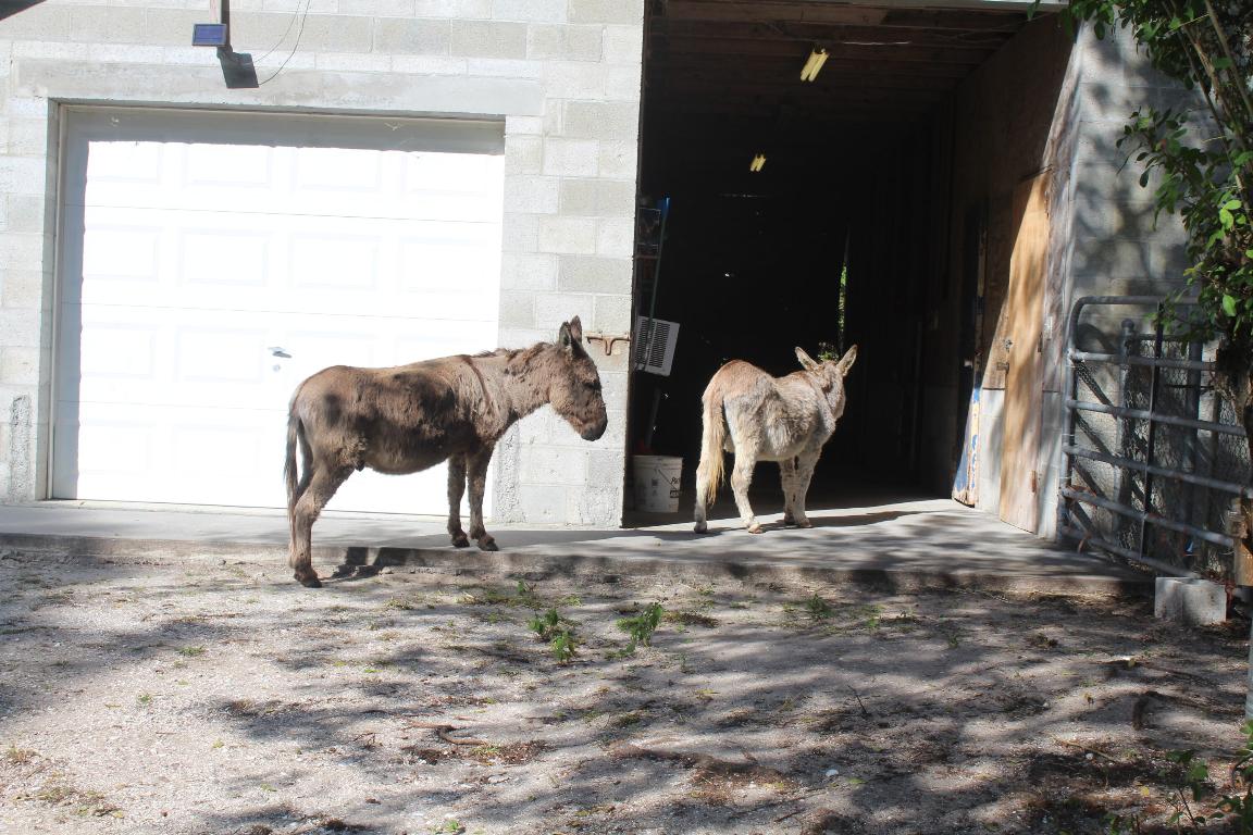 FELLSMERE FARMS CO S/D OF UNSURVEYED TWP 31 RNG 37 - Residential