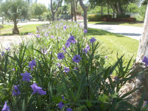 SAN REMO COND DECL - Residential