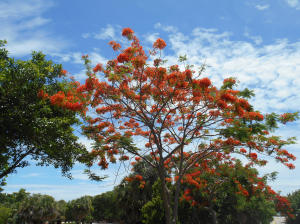 SAN REMO COND DECL - Residential