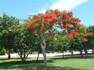 SAN REMO COND DECL - Residential