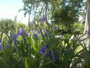 SAN REMO COND DECL - Residential