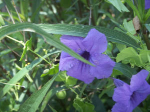 SAN REMO COND DECL - Residential