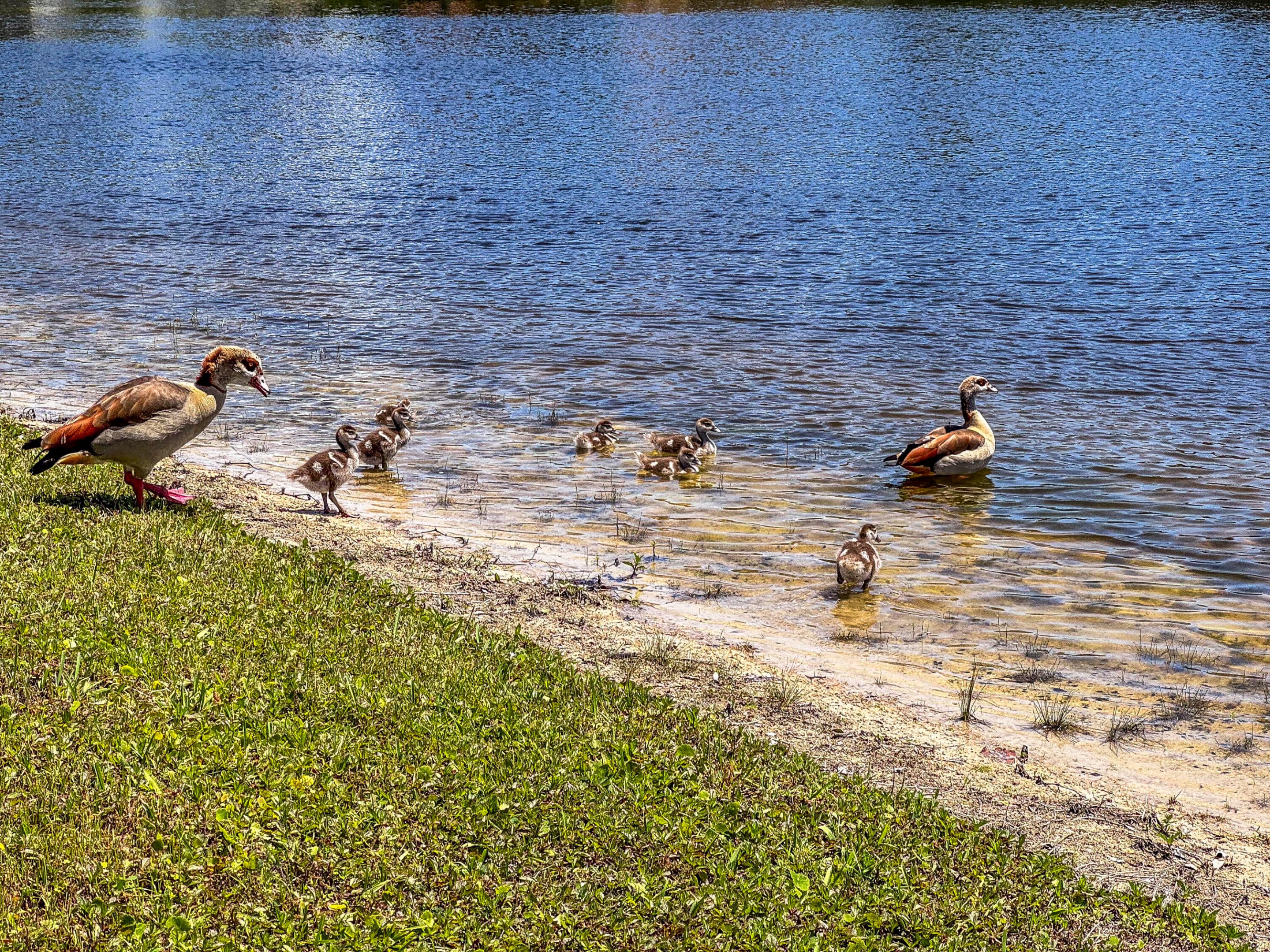 The Shores - Residential