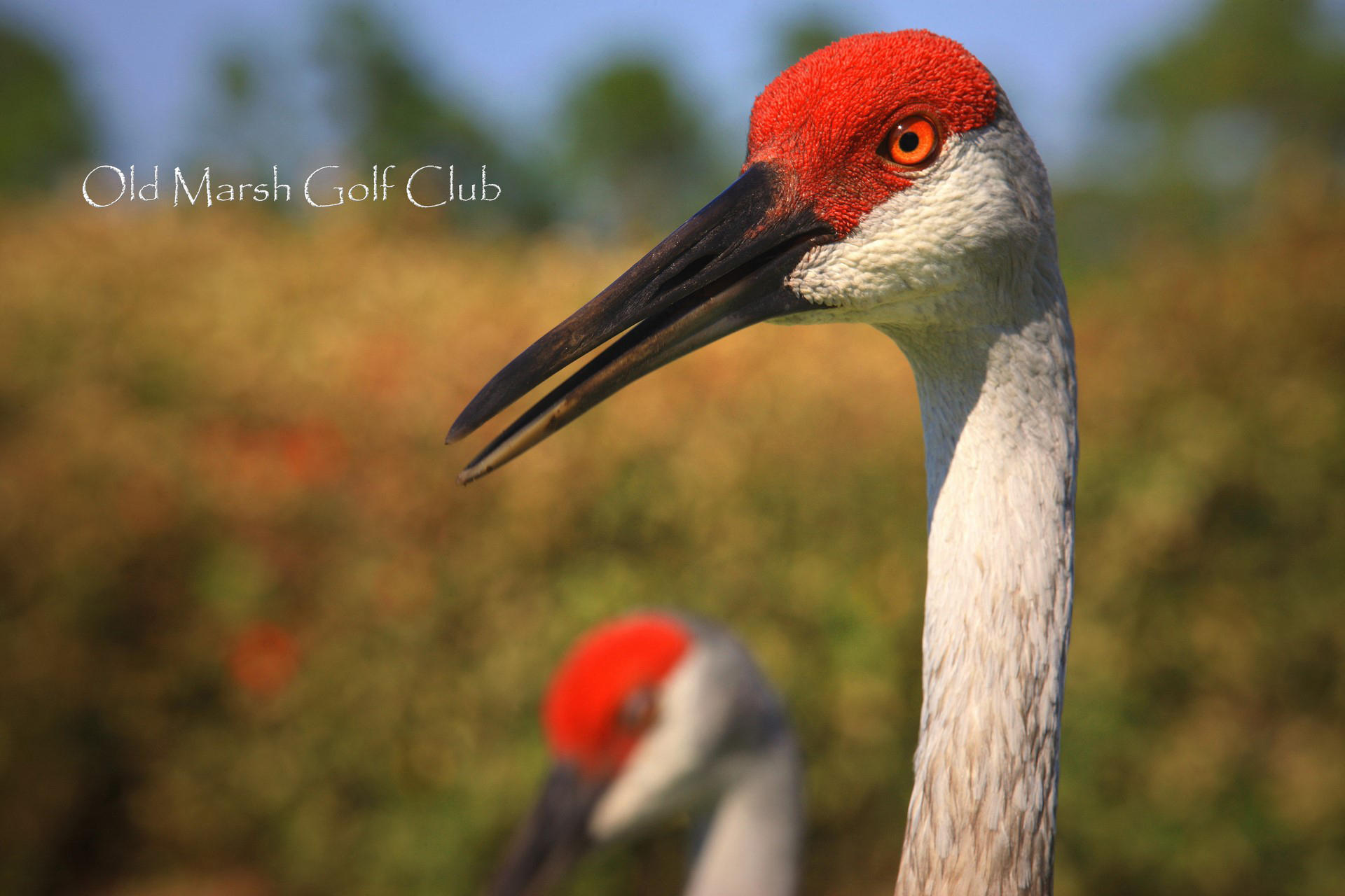 Old Marsh - Residential