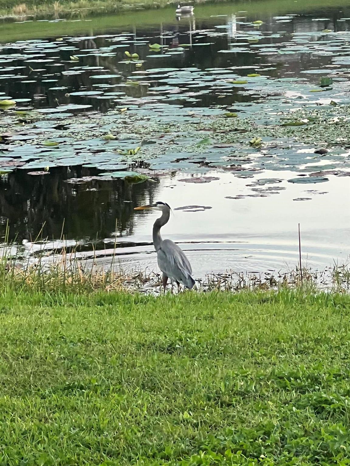 LAKEFIELD OF THE LANDINGS - Residential Lease