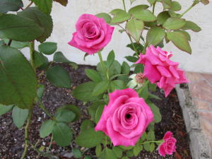 POINTE OVERLOOK CONDO - Residential