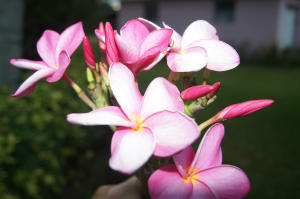 CENTURY VILLAGE - Residential