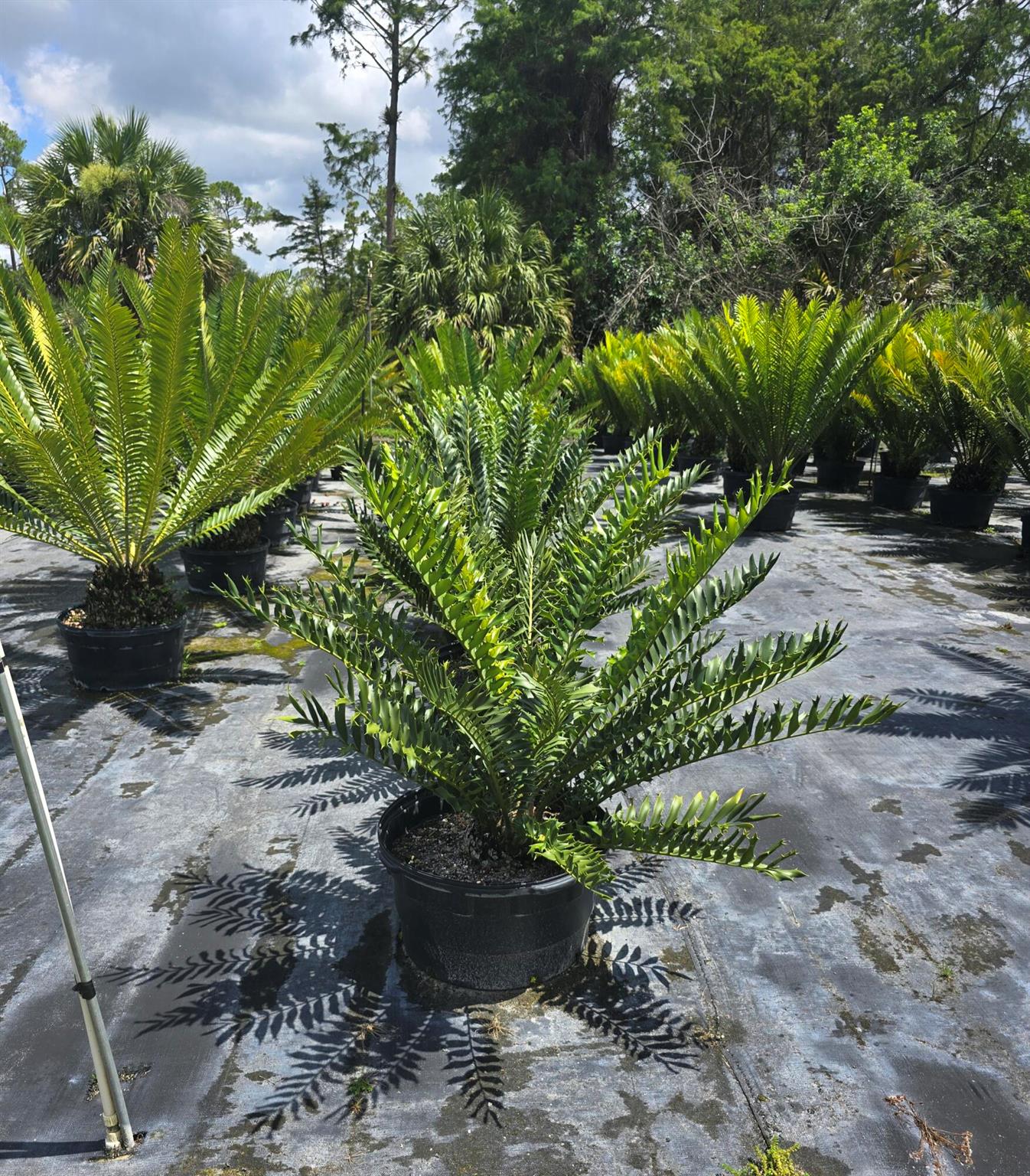 BEAUTIFUL AND VERY PRIVATE. BEST PRICE IN LOXAHATCHEE GROVES! THIS IS A ''RARE PALM TREE FARM'' WITH 25 TO 30 YEAR OLD PALMS. MOSTLY CYCADS. BEAUTIFUL MAN MADE, AQUATIC STOCKED POND, FOR FISHING AND NURSERY IRRIGATION. GROUND COVER AND SPRINKLER SYSTEM. CALL FOR PLANT INVENTORY LIST. (Seller will remove container inventory if buyer wants land only.) EASY CONVERT FOR EQUESTRIAN. APPOINTMENT ONLY. LISTING AGENT MUST ACCOMPANY SHOWING.