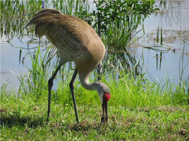 JUPITER COUNTRY CLUB - Residential