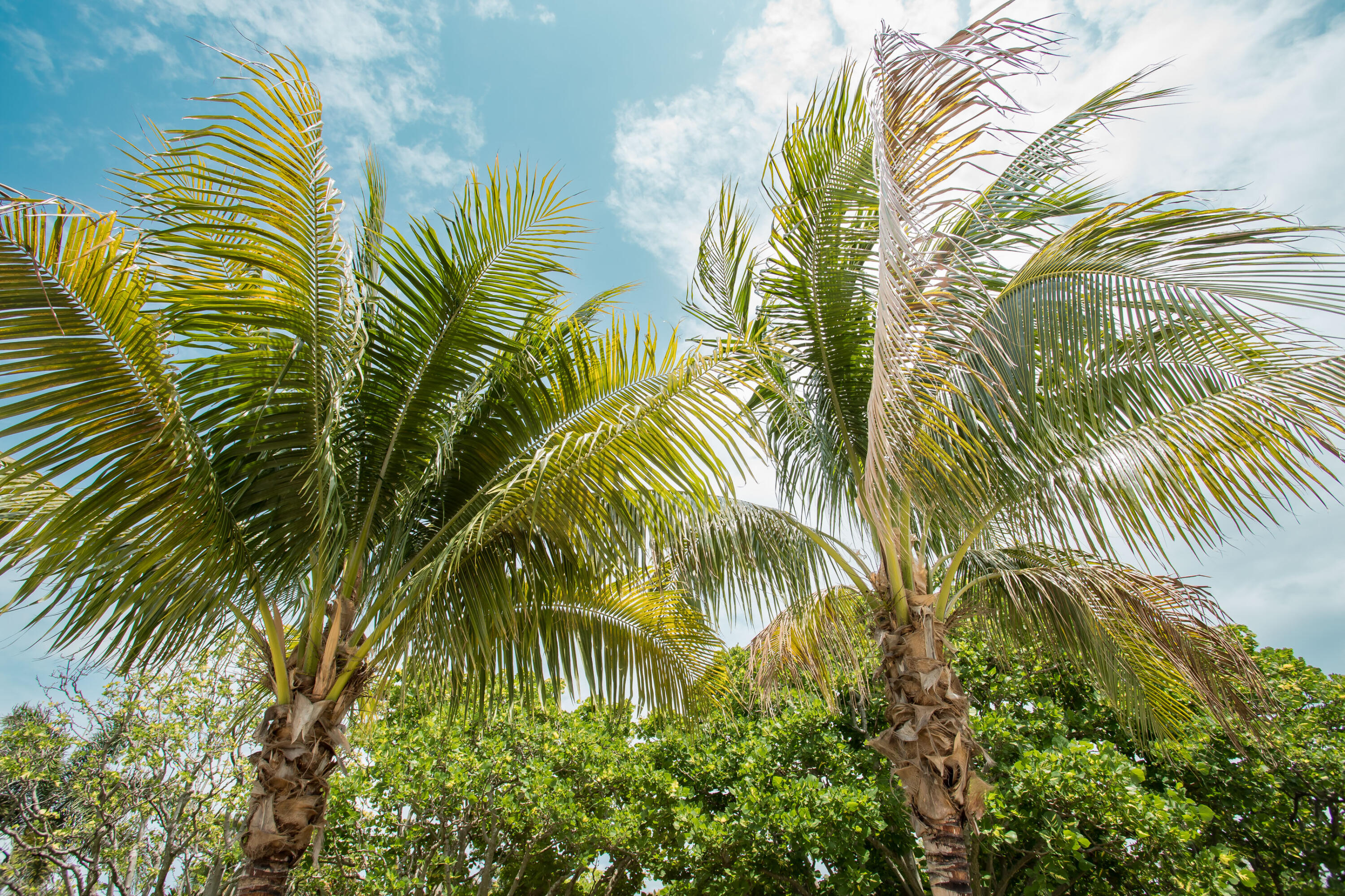 FLA-MANGO GROVELETS - Residential