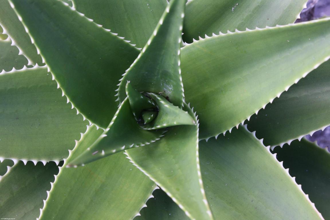 JUPITER ISLAND - Residential