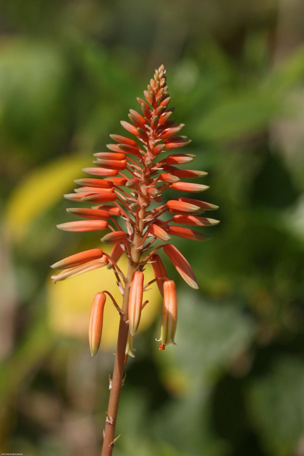 JUPITER ISLAND - Residential