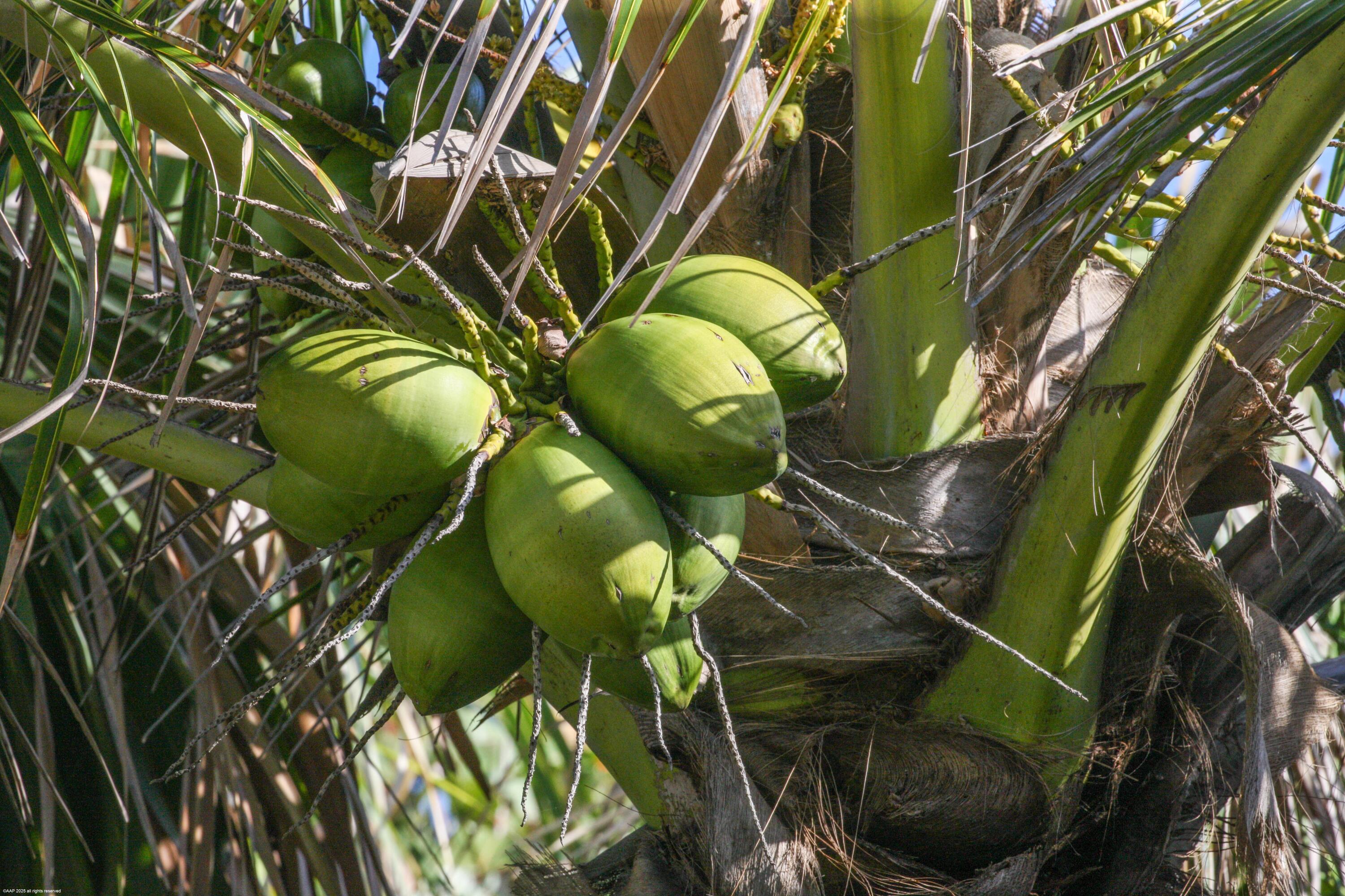 JUPITER ISLAND - Residential