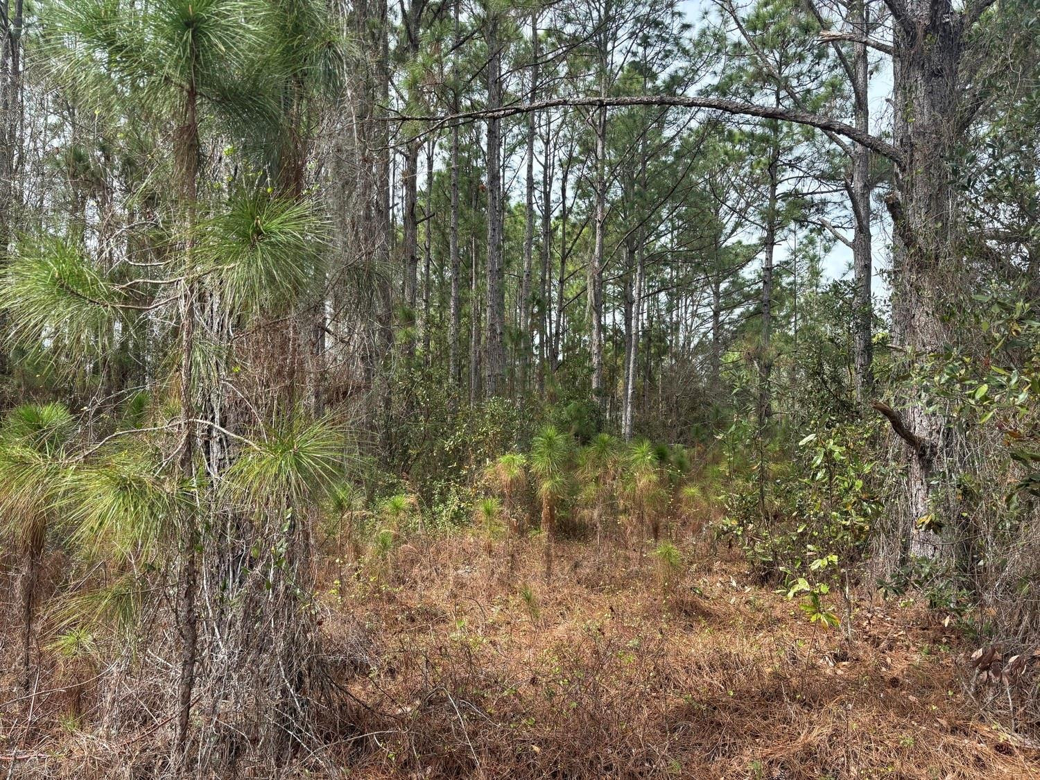 Opp71 Orlando Pines - Land