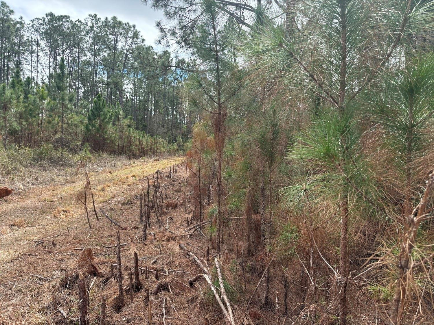 Opp71 Orlando Pines - Land