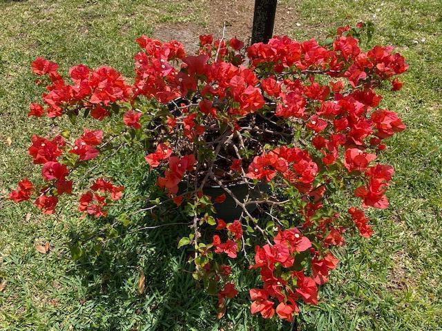 Okeechobee - Residential Lease