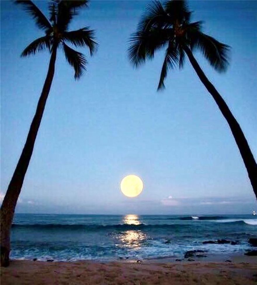 OCEAN MANOR RESORT UNIT IS FULLY FURNISHED , 1BED, 1 BATH, COMPLETE KITCKEN WITH DISHWASHER , REFRIGERATOR , MICROWAVE ETC . BUILDING ON THE BEACH FRONT HEATED POOL NEXT TO THE TIKI BAR . CASA CALABRIAN ITALIAN RESTAURANT, SPA/SALON , REAL ESTATE OFFICE, LOUNGE, COFFEE SHOP , MAINTENENCE INCLUDES: VALET PARKING, WIFI, CABLE TV , AC COOLANT, HOT WATER, PET FRIENDLY, BUILDINGEASY TO SHOW